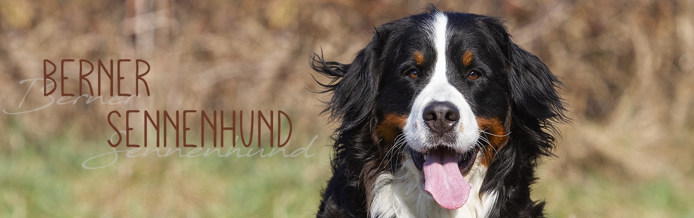 Schweizer Sennenhunde