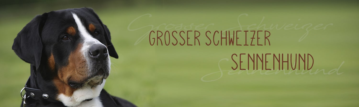 Grosser Schweizer Sennenhund