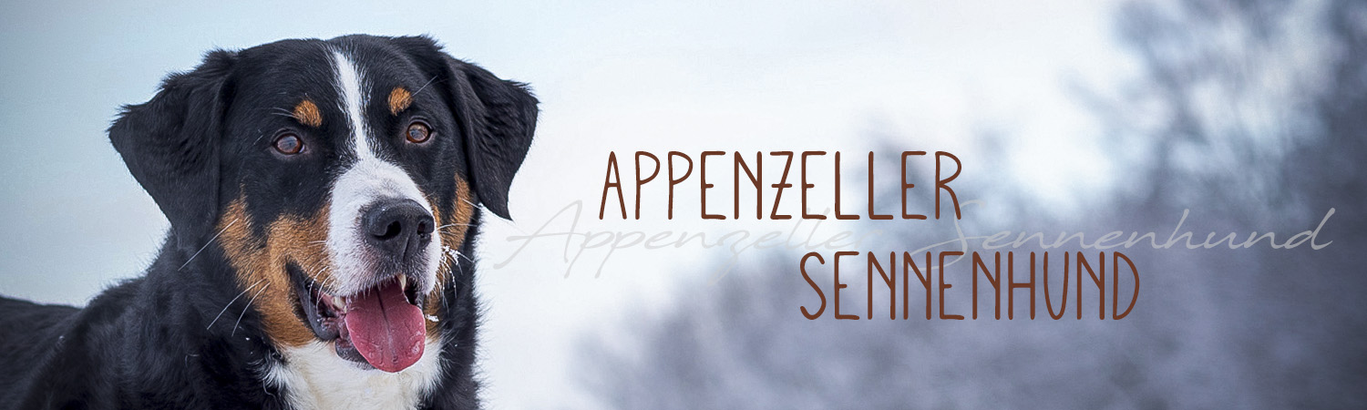 Appenzeller Sennenhund