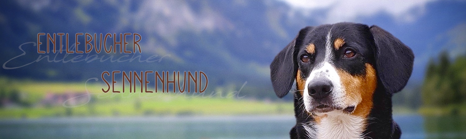 Entlebucher Sennenhund vor Bergkulisse – kleinster, aber energiegeladener Schweizer Sennenhund