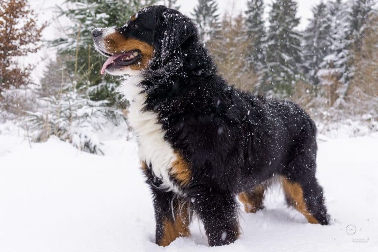 Berner Sennenhund im Schnee – Schweizer Sennenhund im Winter