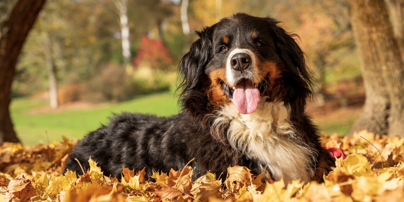 Berner Sennenhund im Herbst bei der SSV-Ortsgruppe Dortmund